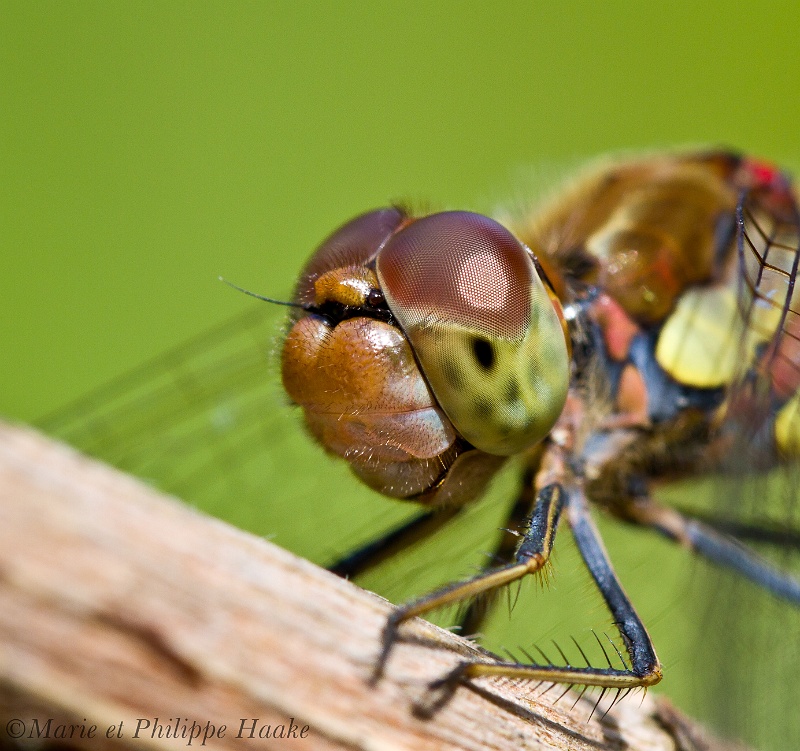 Sympetrum sanguin 4251_wm.jpg - Sympetrum strié (Ermitage, Genève, Suisse, août 2010)
